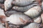 تحویل ماهیهای صید غیرمجاز به کمیته امداد
