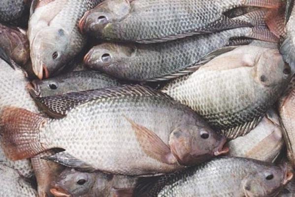تحویل ماهیهای صید غیرمجاز به کمیته امداد