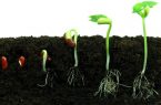 حمایت سازمان اوقاف از تولید بذر هیبرید و تکنولوژی های کشاورزی