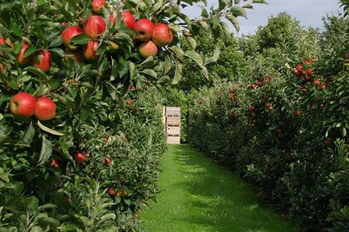 اهدای یک باغ سیب برای اشتغال مددجویان توسط یکی از خیرین اسفرورین